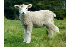 Flock of sheep move through streets on lawnmowing duties